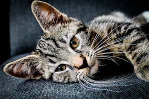 brown and black tabby cat lying on gray cushion
