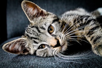 brown and black tabby cat lying on gray cushion