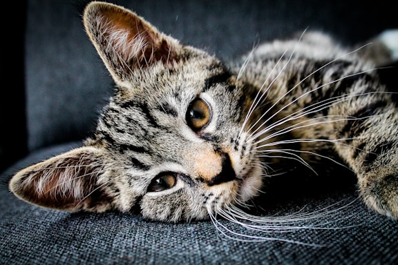 brown and black tabby cat lying on gray cushion