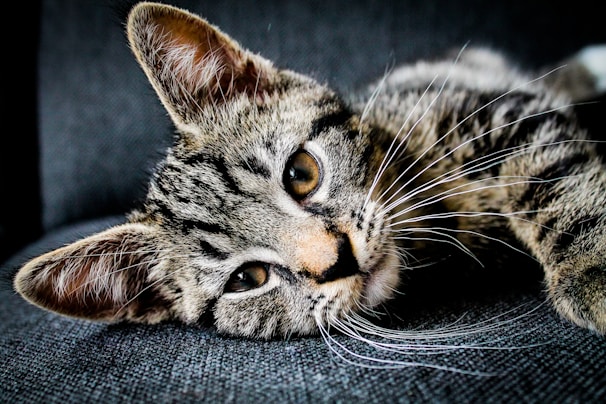 brown and black tabby cat lying on gray cushion