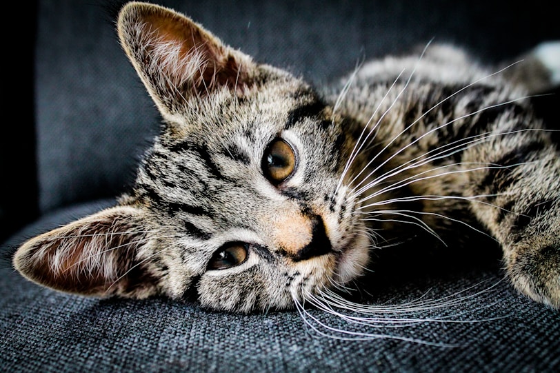 brown and black tabby cat lying on gray cushion