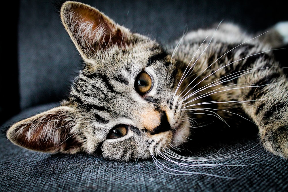 brown and black tabby cat lying on gray cushion