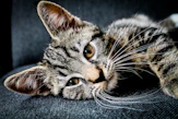 brown and black tabby cat lying on gray cushion