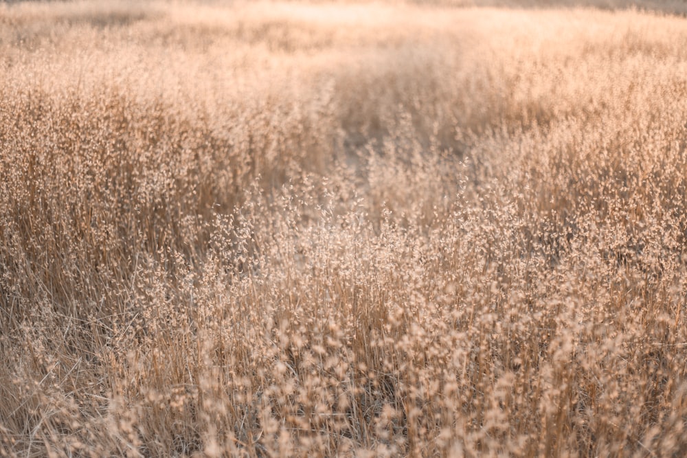 a field of tall brown grass with a sky background