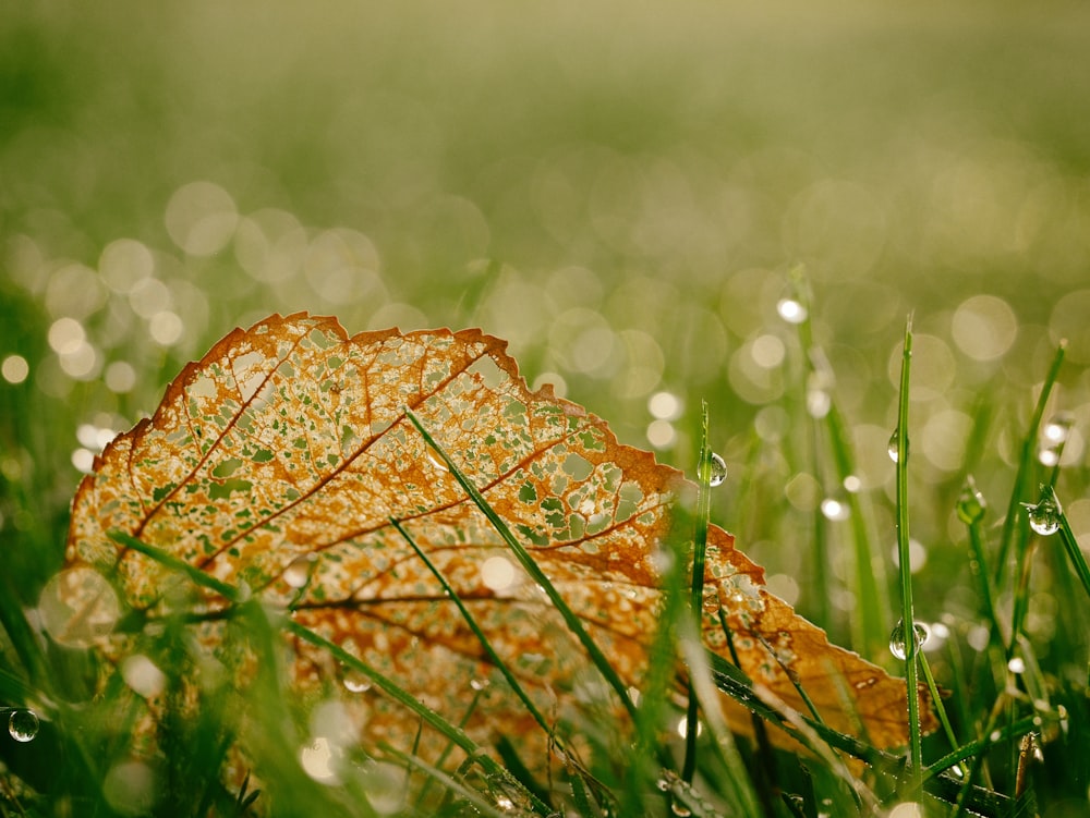 brown leaf