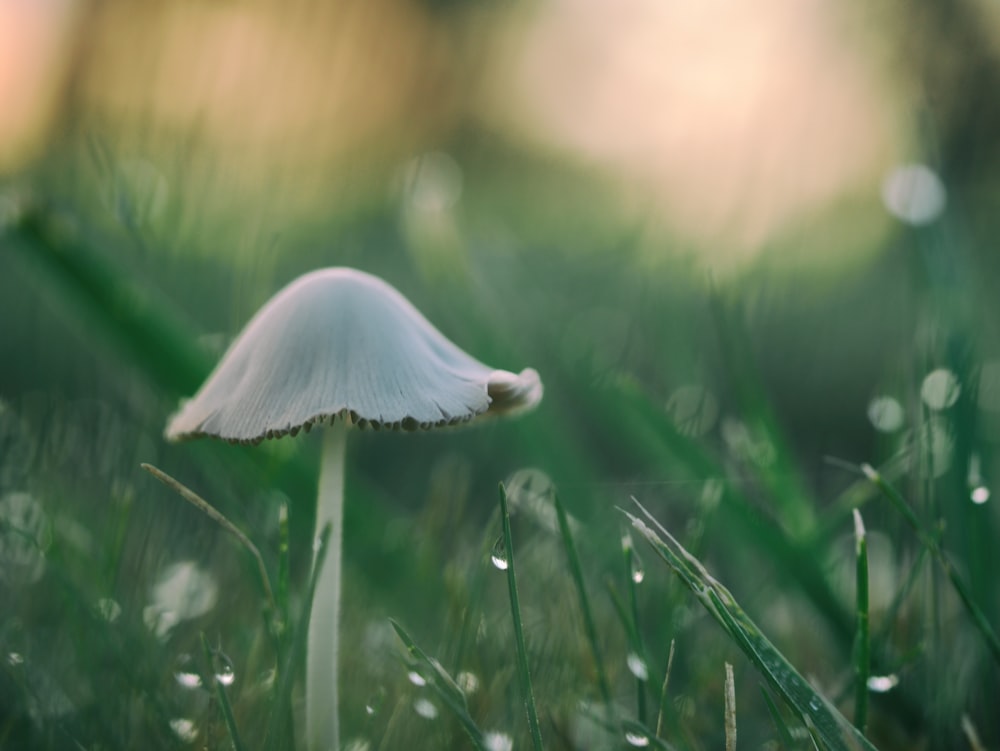 Photographie à mise au point superficielle d’un champignon