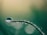 macro photography of drop of water on top of green plant
