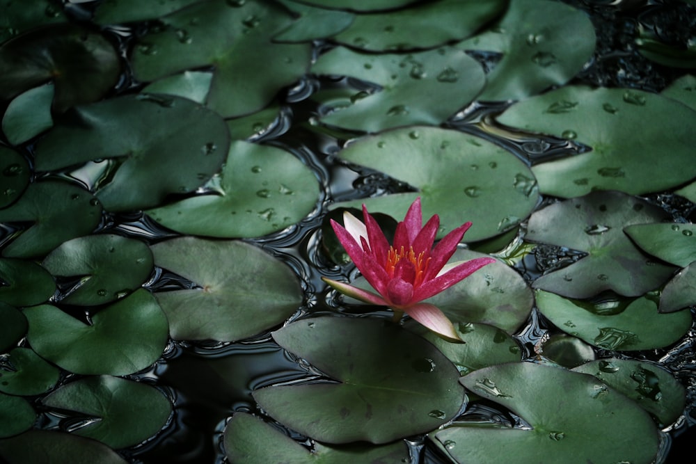 Fotografía de enfoque selectivo de lirio rosa