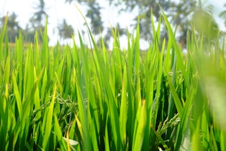 Lush green blades of rice plants are growing tall in a field, with bright sunlight creating a vibrant atmosphere. In the distance, silhouettes of palm trees are visible against a clear blue sky, providing a tropical backdrop.