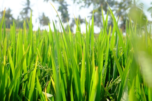 Lush green blades of rice plants are growing tall in a field, with bright sunlight creating a vibrant atmosphere. In the distance, silhouettes of palm trees are visible against a clear blue sky, providing a tropical backdrop.