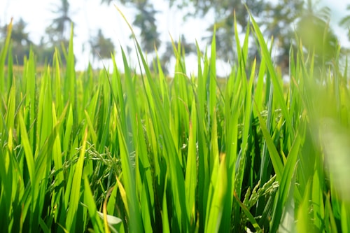Lush green blades of rice plants are growing tall in a field, with bright sunlight creating a vibrant atmosphere. In the distance, silhouettes of palm trees are visible against a clear blue sky, providing a tropical backdrop.