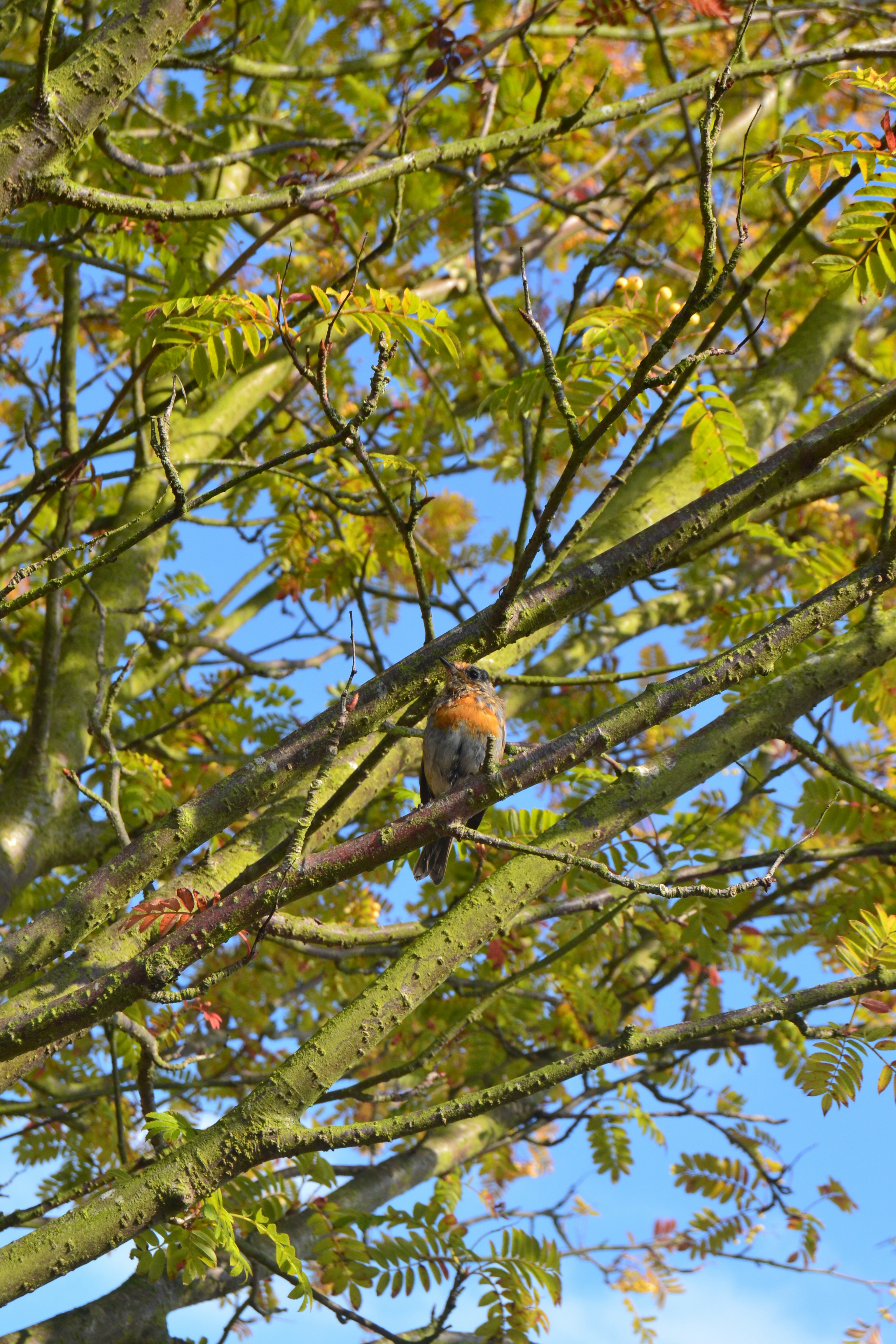 Free Unsplash photo from Carol Hodgson