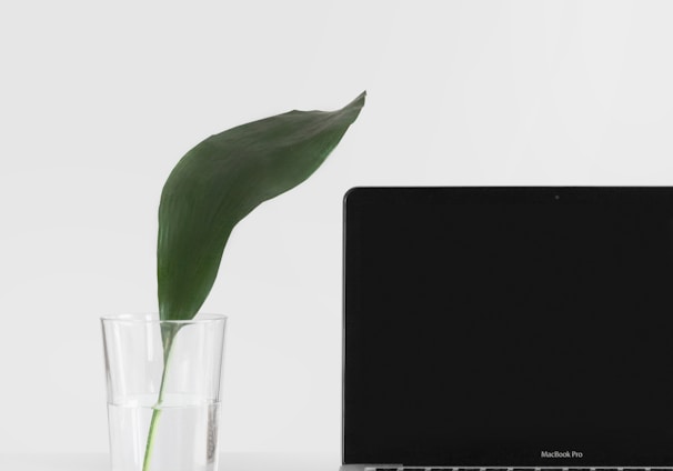 MacBook Pro beside plant in vase