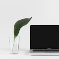 MacBook Pro beside plant in vase