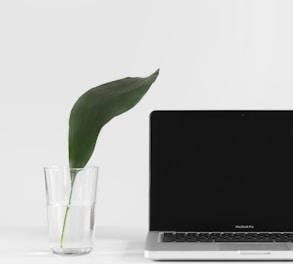 MacBook Pro beside plant in vase