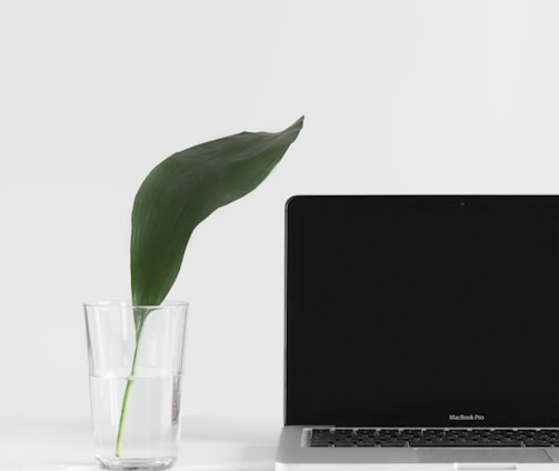 MacBook Pro beside plant in vase