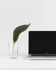 MacBook Pro beside plant in vase