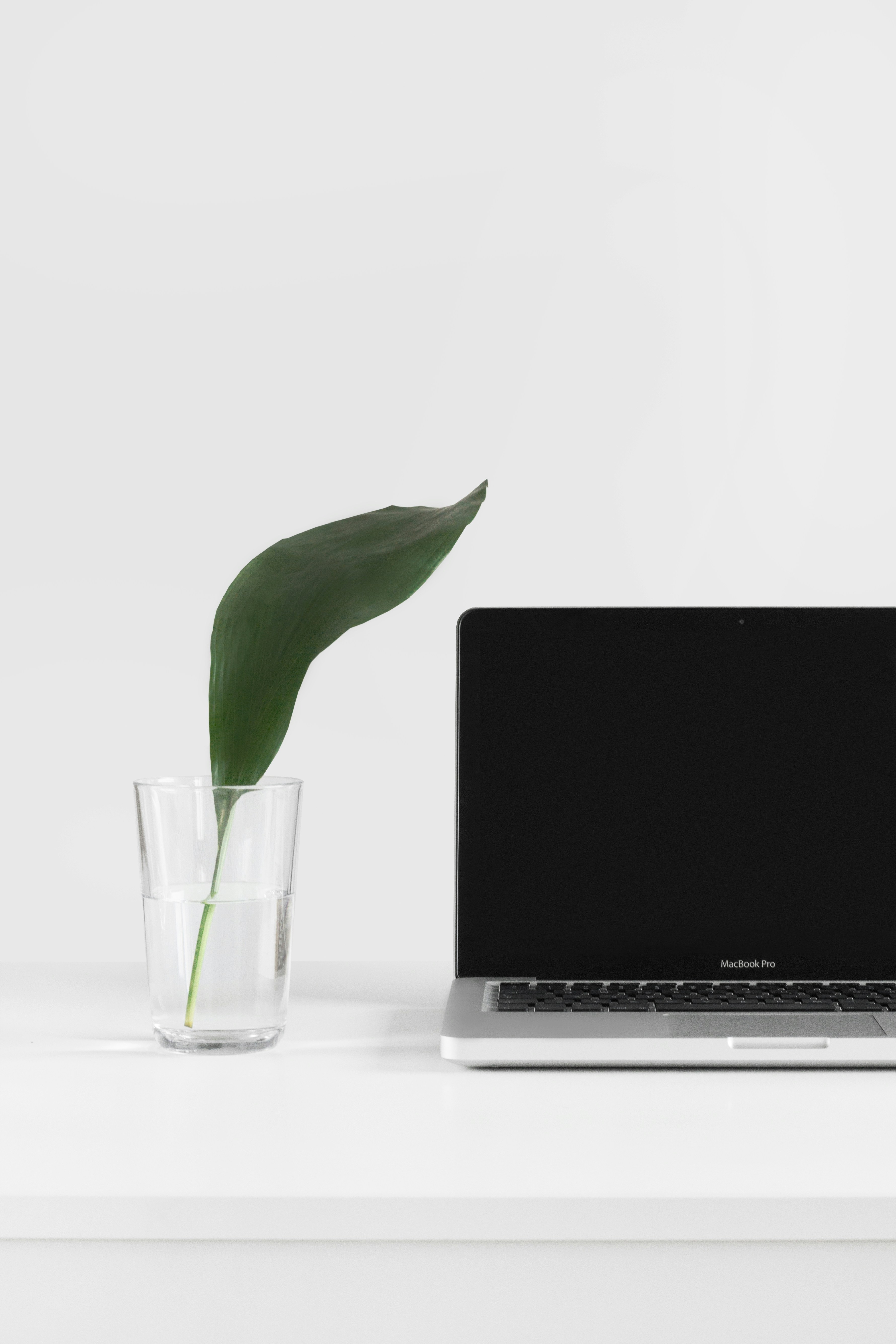 Fresh leaf near a MacBook