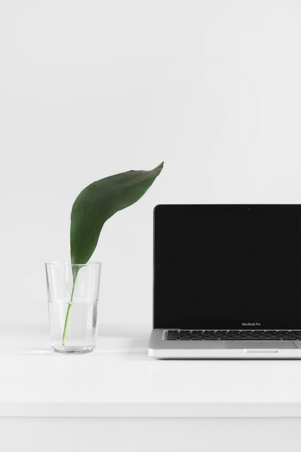 MacBook Pro beside plant in vase