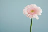 selective focus photography of pink petaled flower