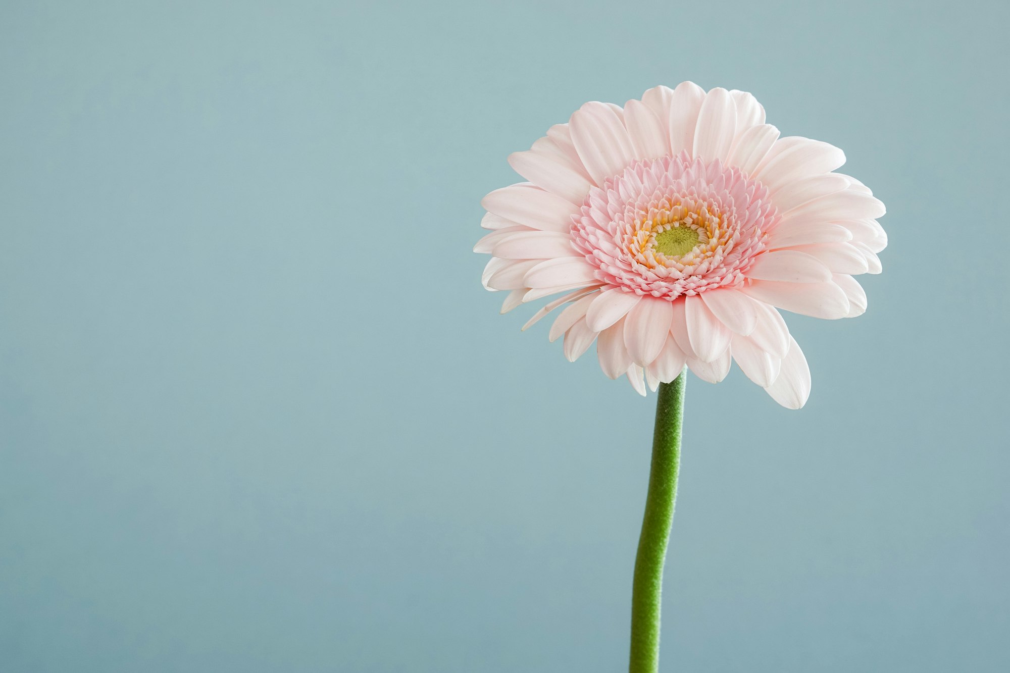 Pink gerbera up close