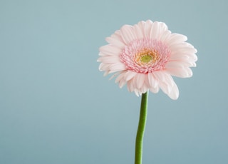 selective focus photography of pink petaled flower