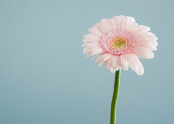 selective focus photography of pink petaled flower