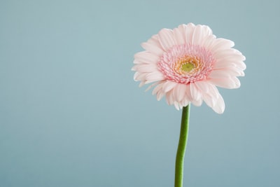 selective focus photography of pink petaled flower flower teams background