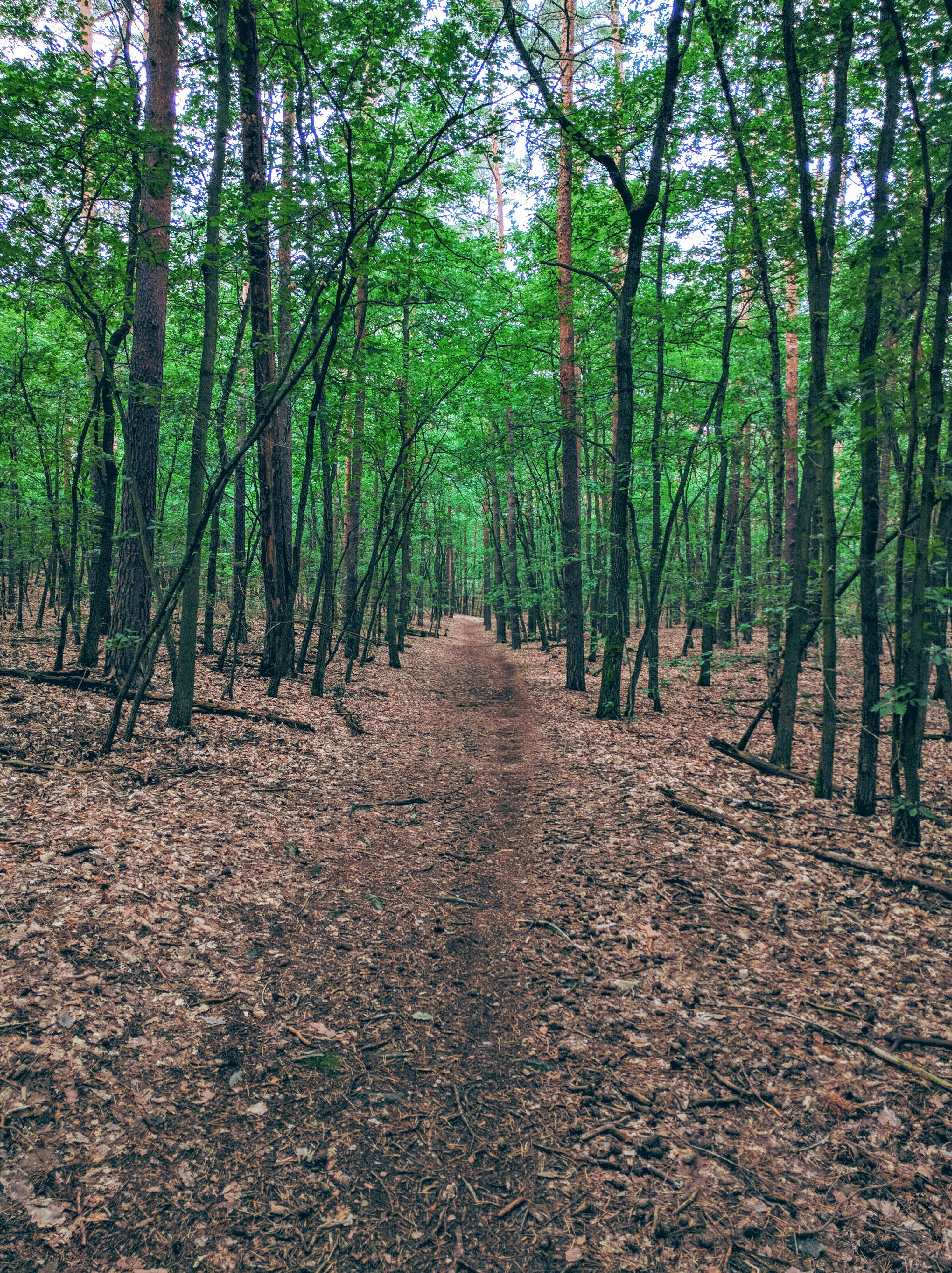 Free Unsplash photo from Jonas Zemanek