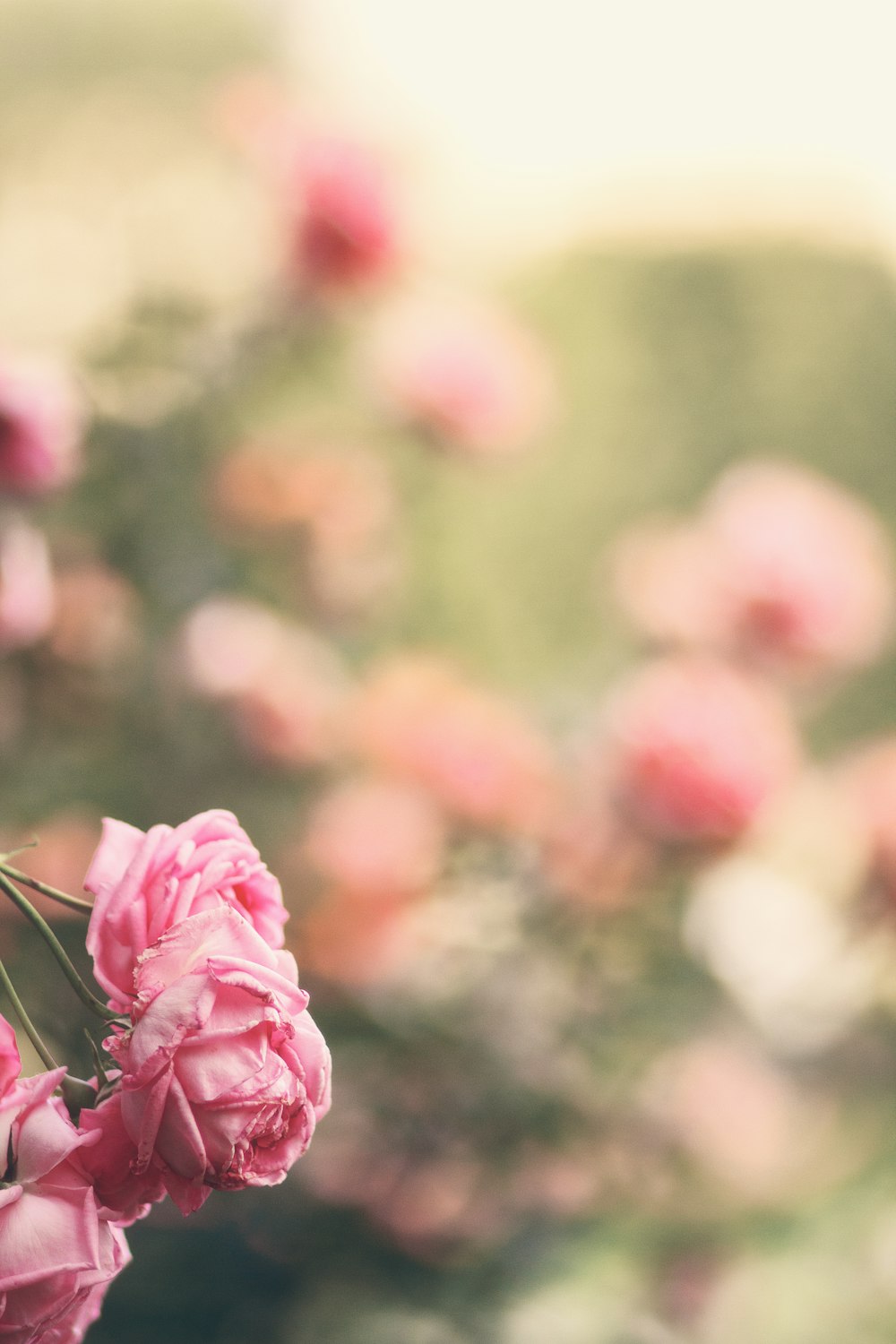 pink petaled flowers