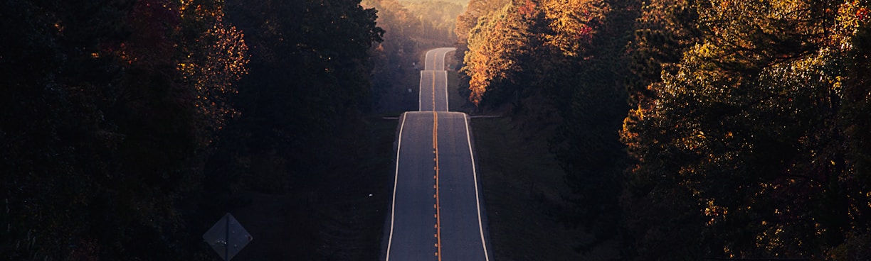 asphalt road between trees