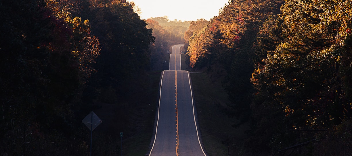 asphalt road between trees