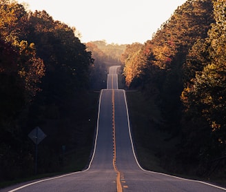 asphalt road between trees