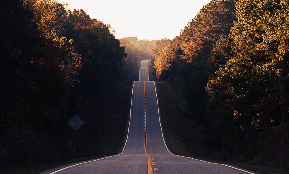 asphalt road between trees