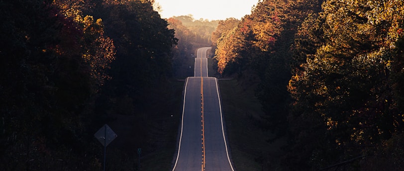 asphalt road between trees