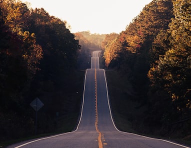 asphalt road between trees