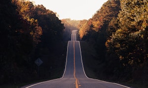 asphalt road between trees