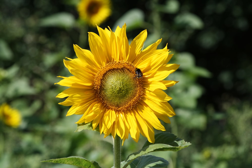 tilt shift lens photography of sunflower