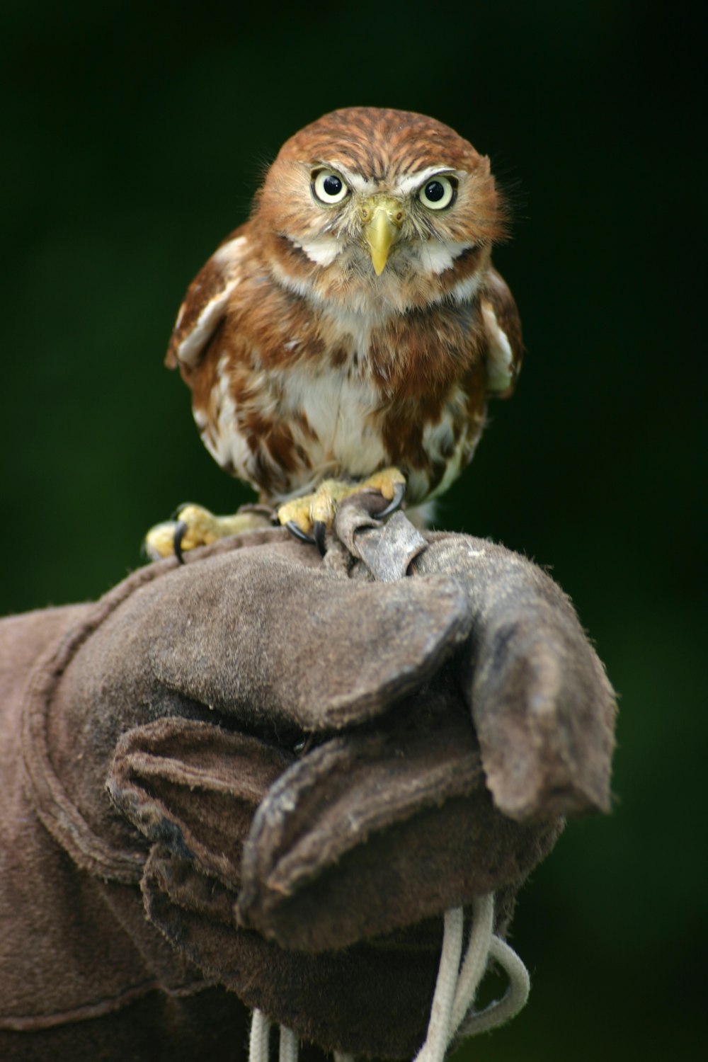 close shot of brown and white owl