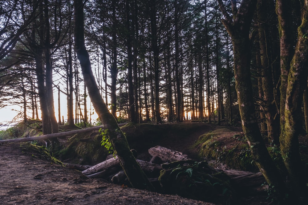 green trees during sunset