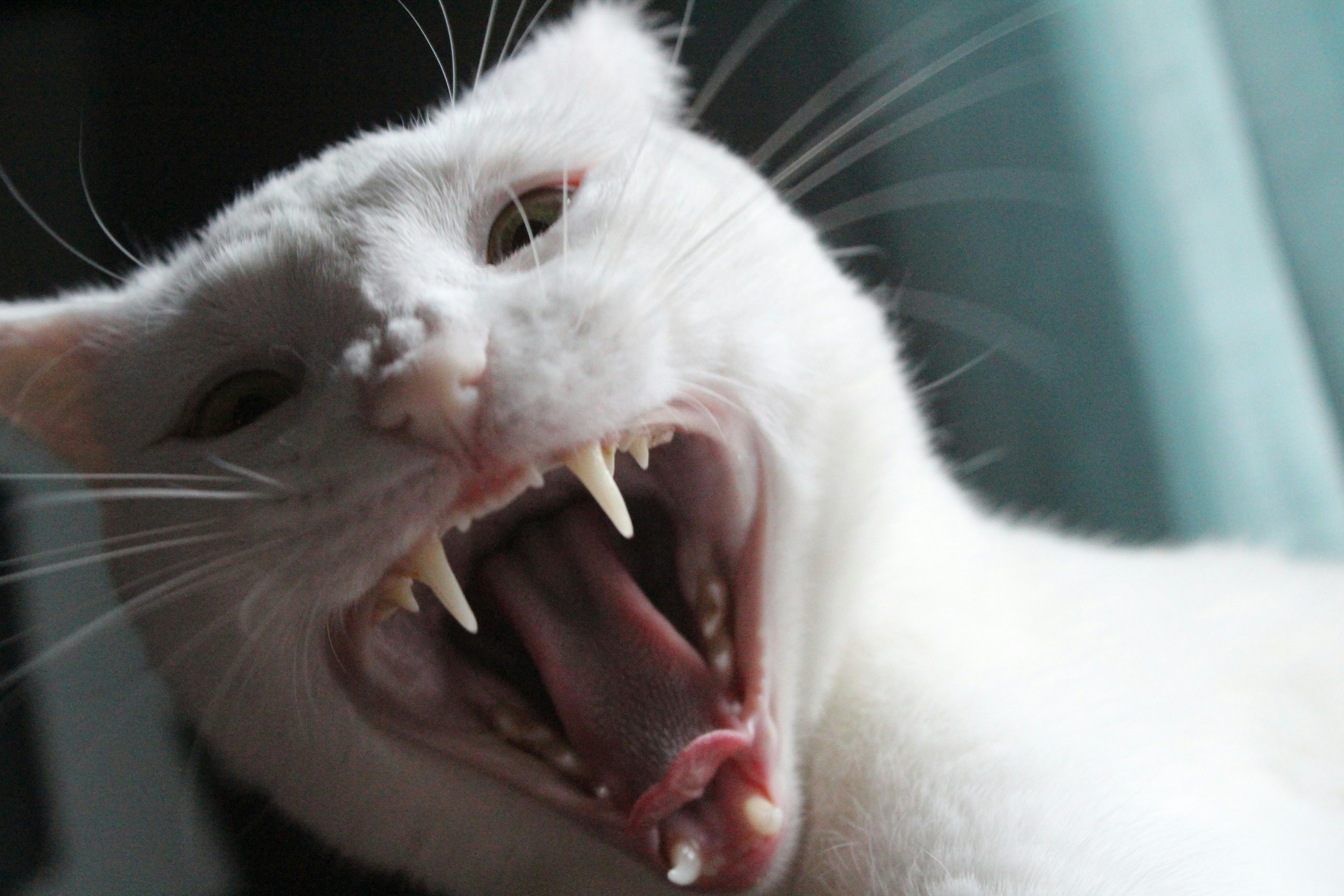 Free Unsplash photo from Candice Hoy