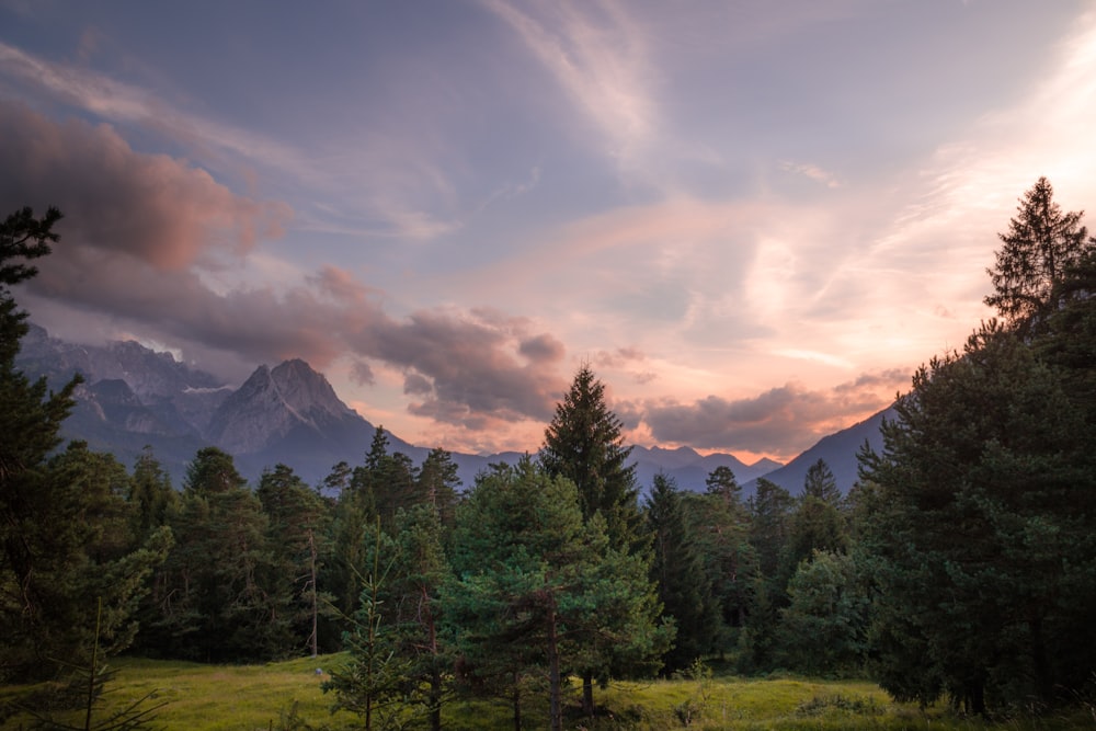 Kiefern und Berge tagsüber