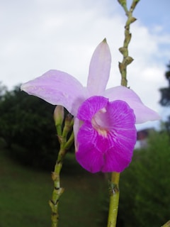 Close-up of a vibrant, rare orchid blooming in a misty rainforest