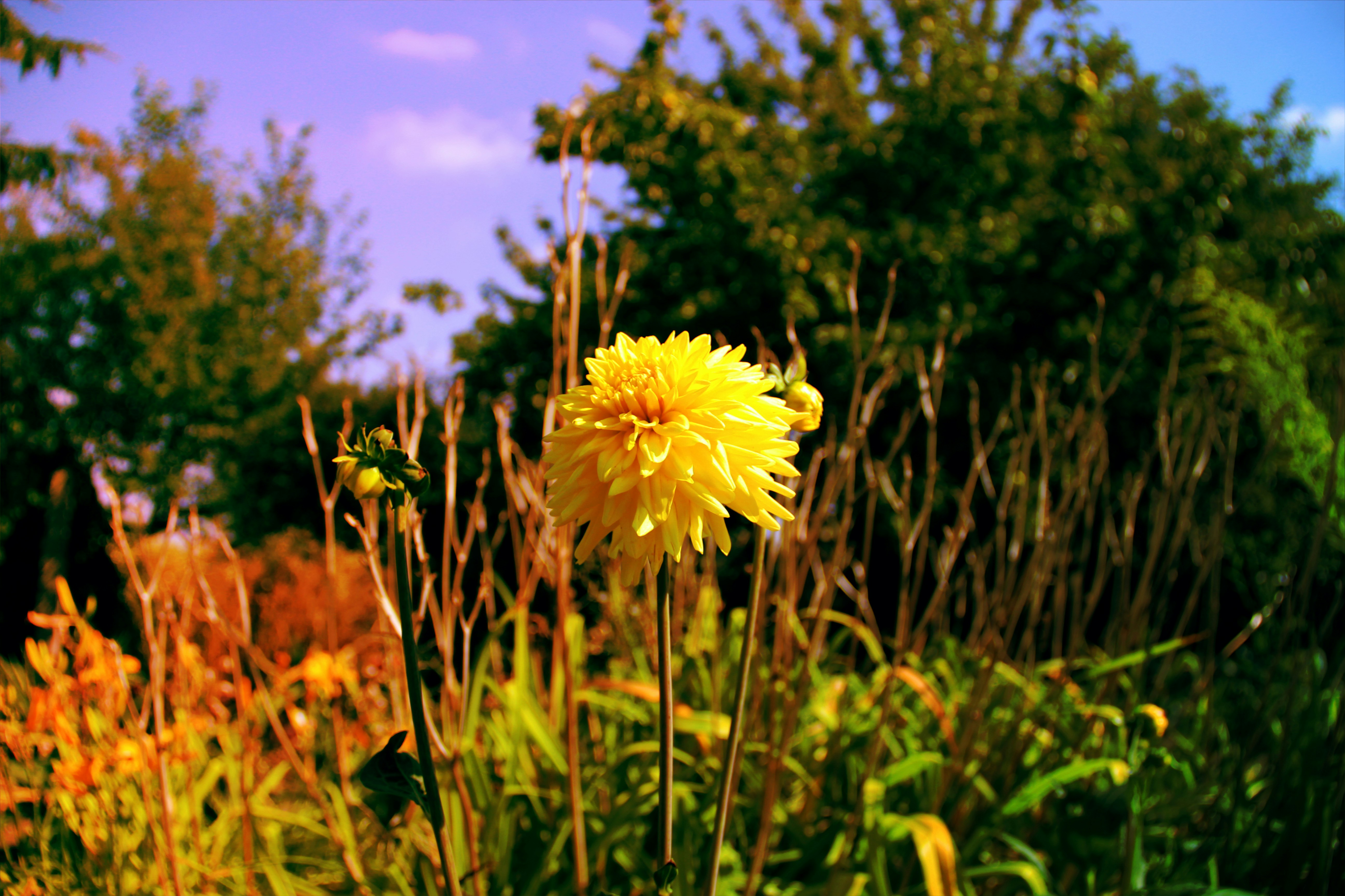 Free Unsplash photo from Christopher Schulz