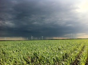 An expansive green field of crops stretches out under a dark, stormy sky. Several wind turbines are scattered across the field in the distance. The clouds appear heavy with rain, creating a dramatic contrast with the greenery.