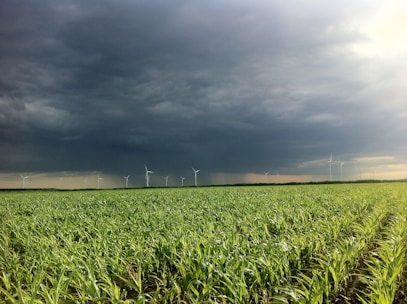 An expansive green field of crops stretches out under a dark, stormy sky. Several wind turbines are scattered across the field in the distance. The clouds appear heavy with rain, creating a dramatic contrast with the greenery.