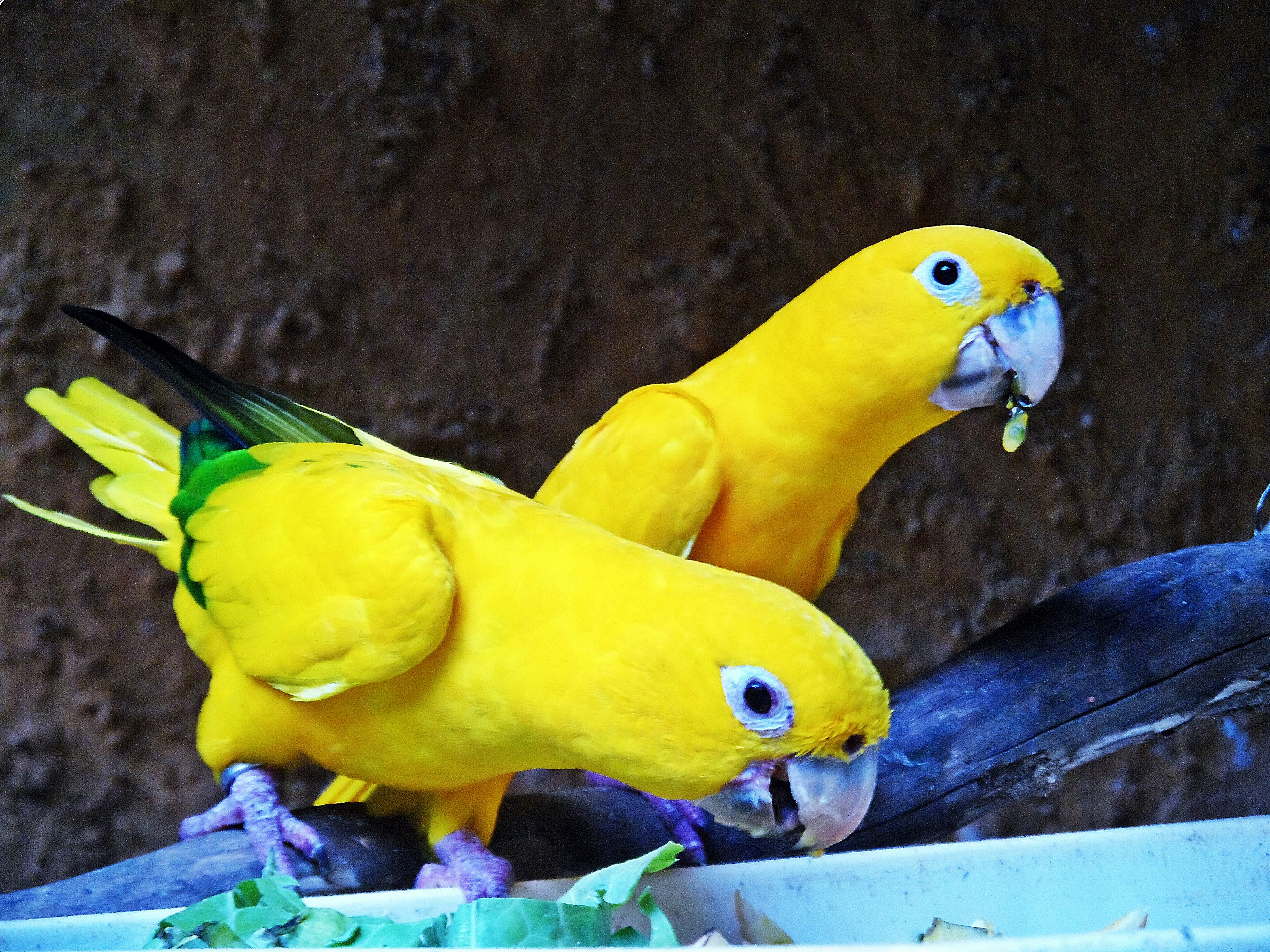 Free Unsplash photo from João Lima