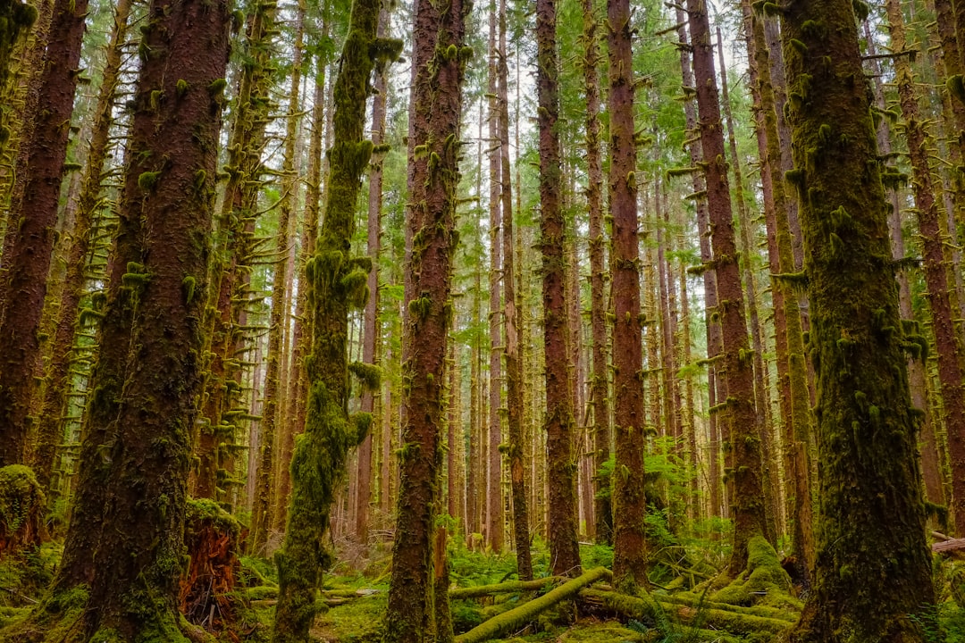 travelers stories about Forest in Olympic National Park, United States