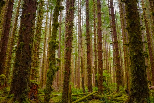 brown trees in Olympic National Park United States