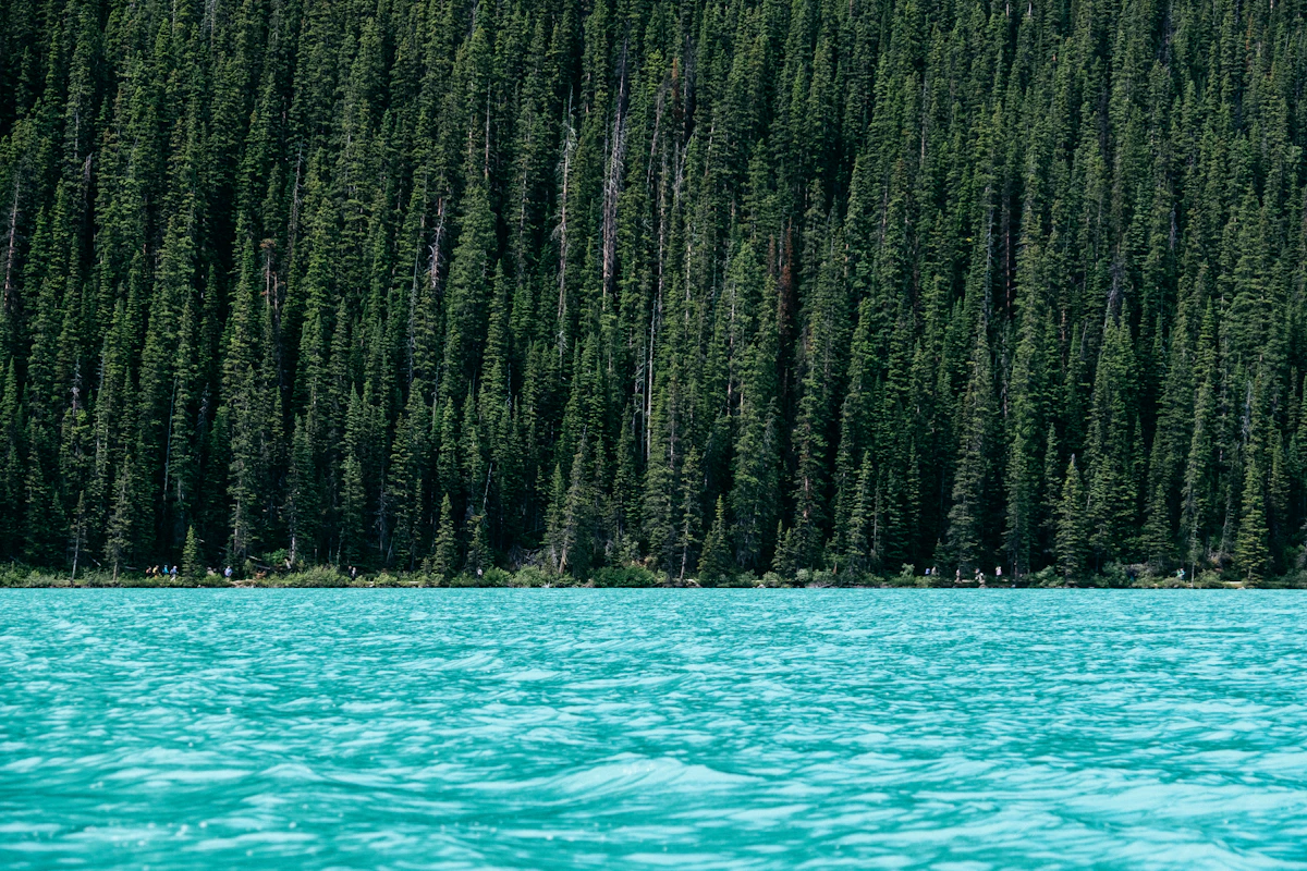 Pine forest along the shore of a turquoise lake